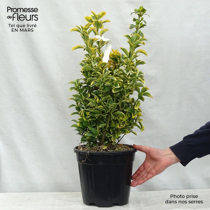 Exemplar von Japanischer Spindelstrauch Aureus - Euonymus japonicus Topf mit 7,5L/10L wie im Frühjahr geliefert