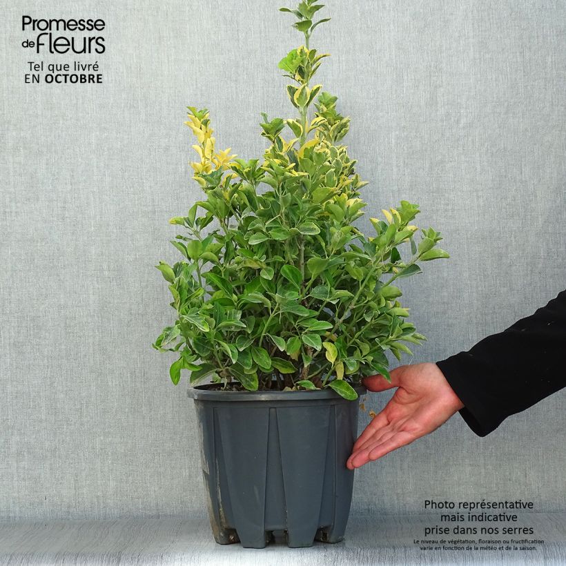 Exemplar von Japanischer Spindelstrauch Aureus - Euonymus japonicus Topf mit 7,5L/10L wie im Herbst geliefert