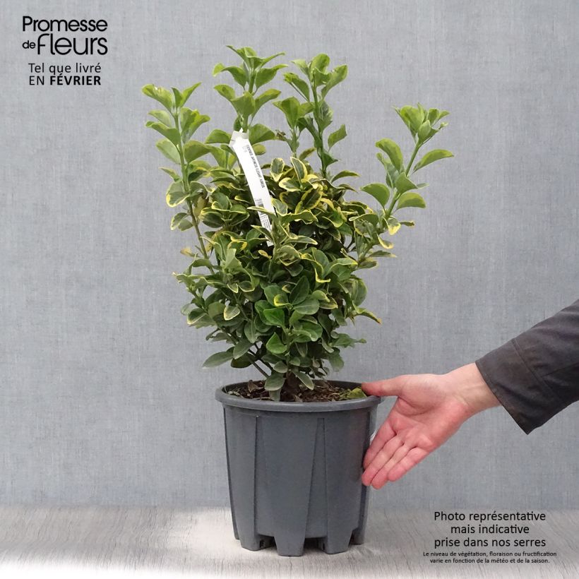Exemplar von Japanischer Spindelstrauch Aureus - Euonymus japonicus Topf mit 7,5L/10L wie im Winter geliefert