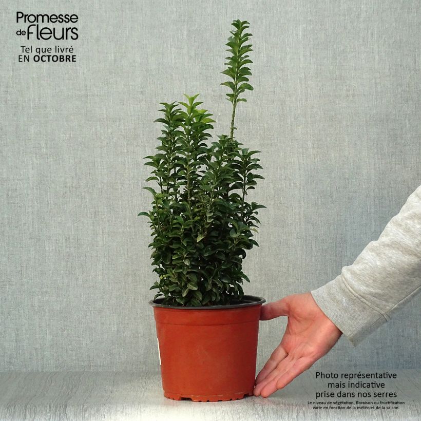 Exemplar von Japanischer Spindelstrauch Benkomasaki - Euonymus japonicus Topf mit 2L/3L wie im Herbst geliefert