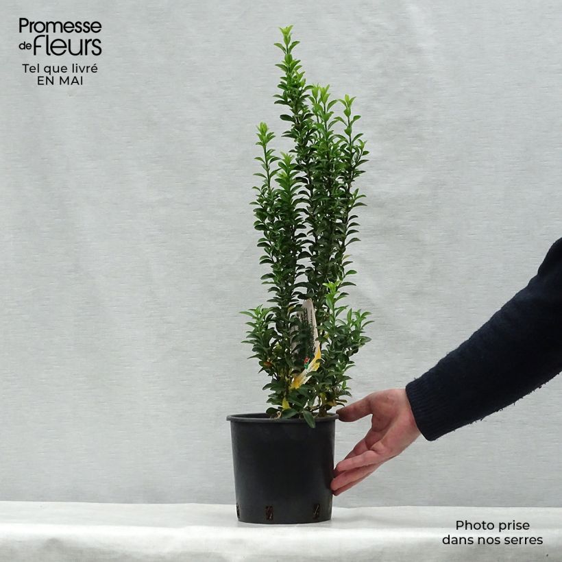 Exemplar von Japanischer Spindelstrauch Benkomasaki - Euonymus japonicus Topf mit 2L/3L wie im Frühjahr geliefert