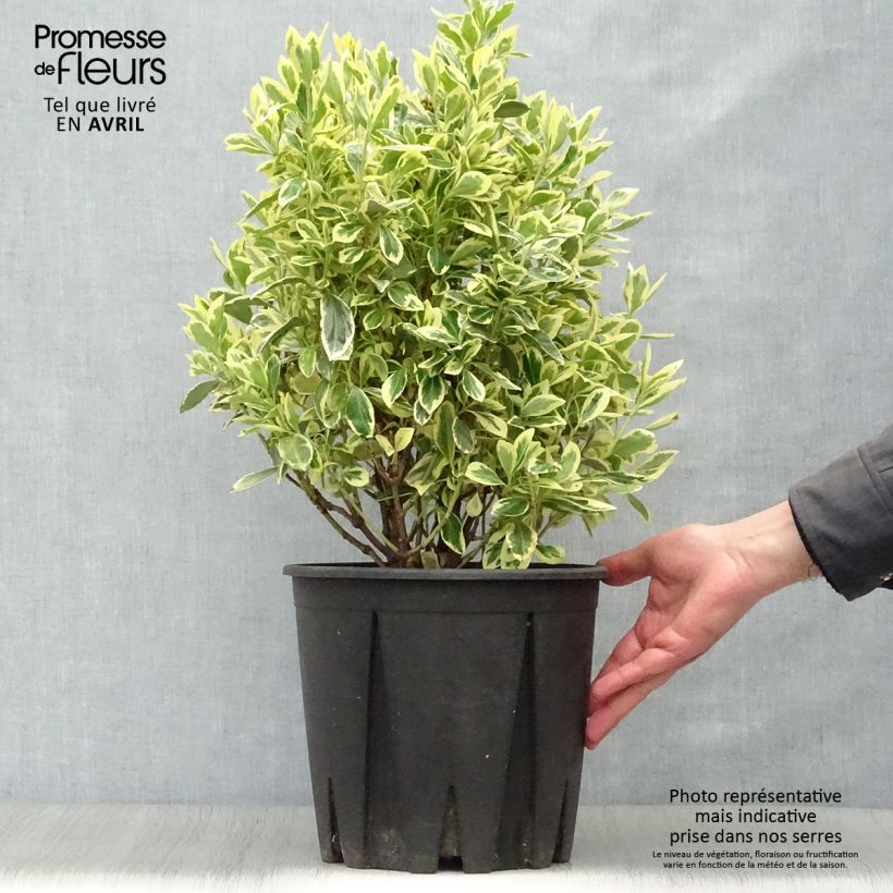 Exemplar von Japanischer Spindelstrauch Bravo - Euonymus japonicus Topf mit 7,5L/10L wie im Frühjahr geliefert