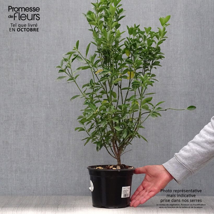 Exemplar von Japanischer Spindelstrauch - Euonymus japonicus Topf mit 2L/3L wie im Herbst geliefert