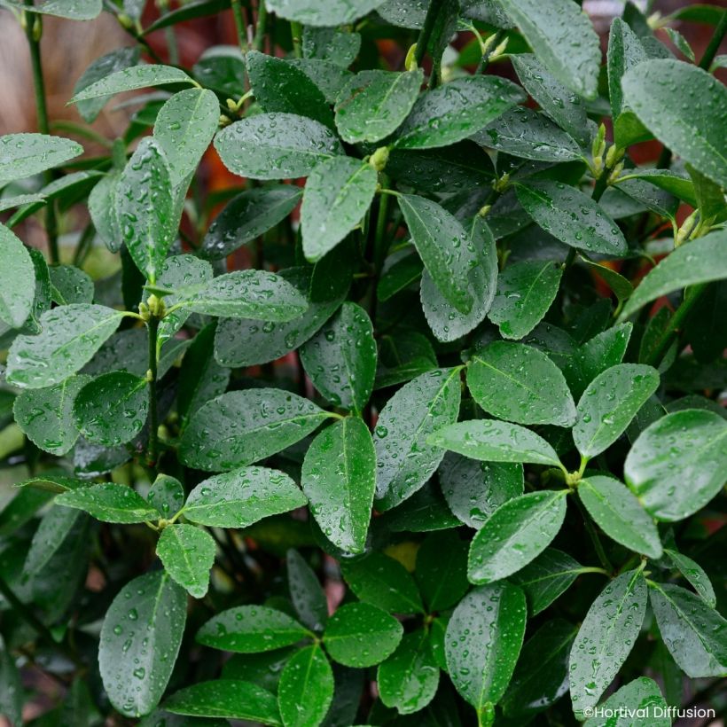 Japanischer Spindelstrauch Green Millenium - Euonymus japonicus (Laub)