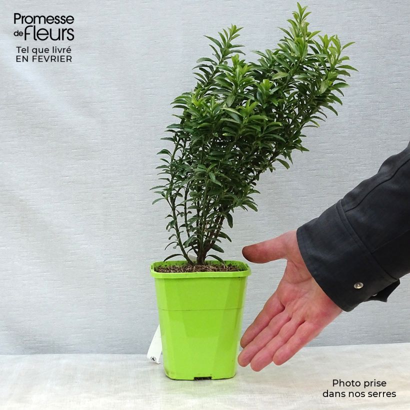 Exemplar von Japanischer Spindelstrauch Happiness - Euonymus japonicus Topf mit 1L/1,5L wie im Winter geliefert