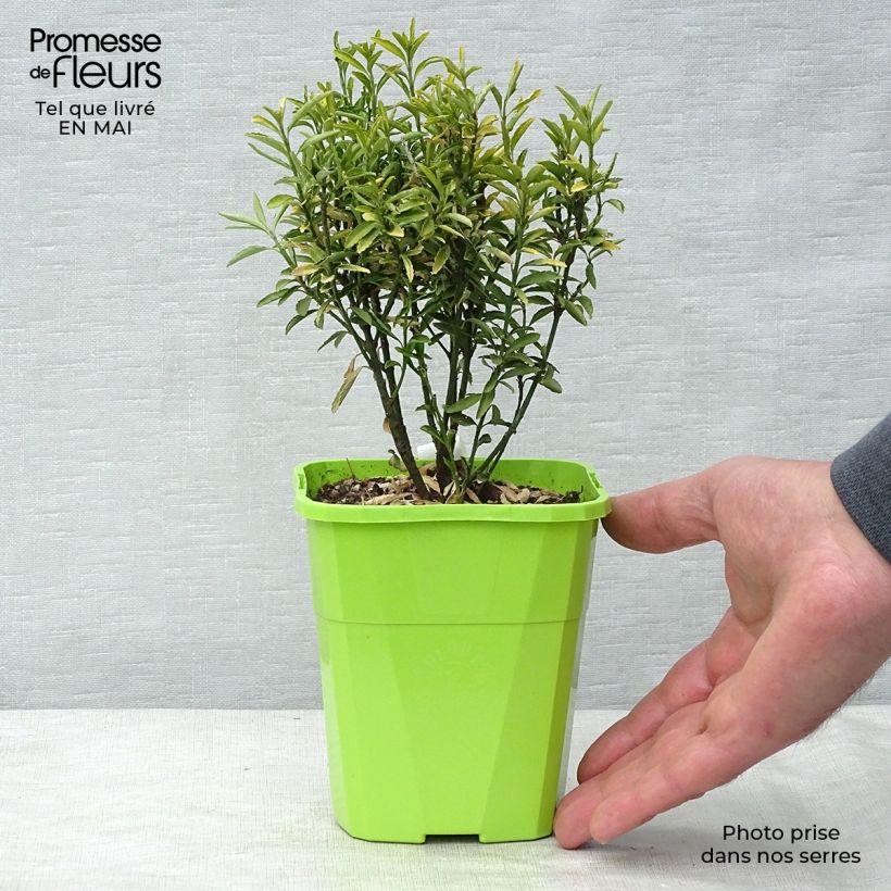 Exemplar von Japanischer Spindelstrauch Happiness - Euonymus japonicus Topf mit 1L/1,5L wie im Frühjahr geliefert