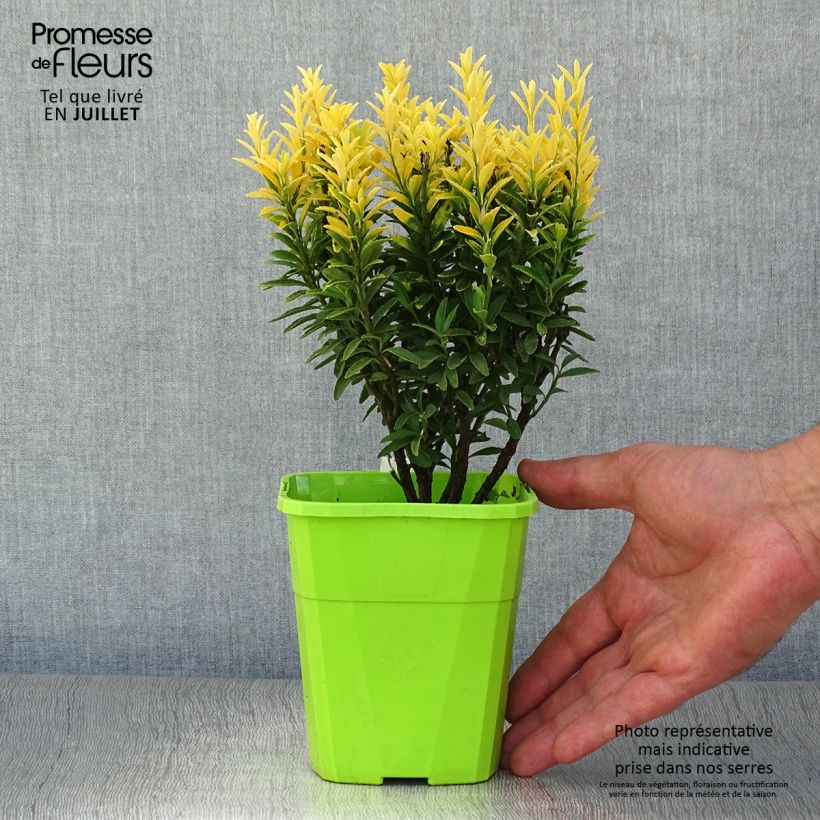 Exemplar von Japanischer Spindelstrauch Happiness - Euonymus japonicus Topf mit 1L/1,5L wie im Sommer geliefert