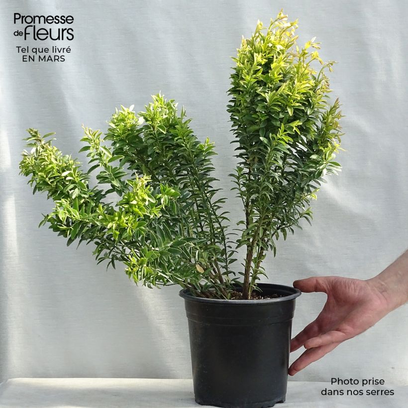 Exemplar von Japanischer Spindelstrauch Happiness - Euonymus japonicus Topf mit 4L/5L wie im Frühjahr geliefert