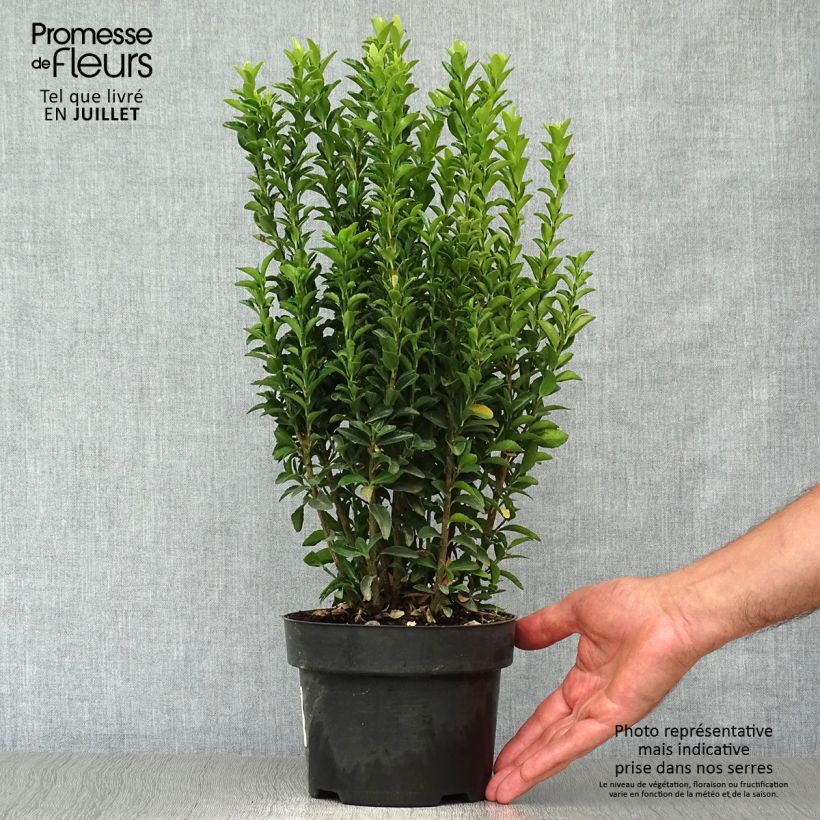 Exemplar von Japanischer Spindelstrauch Jean Hugues - Euonymus japonicus Topf mit 2L/3L wie im Sommer geliefert