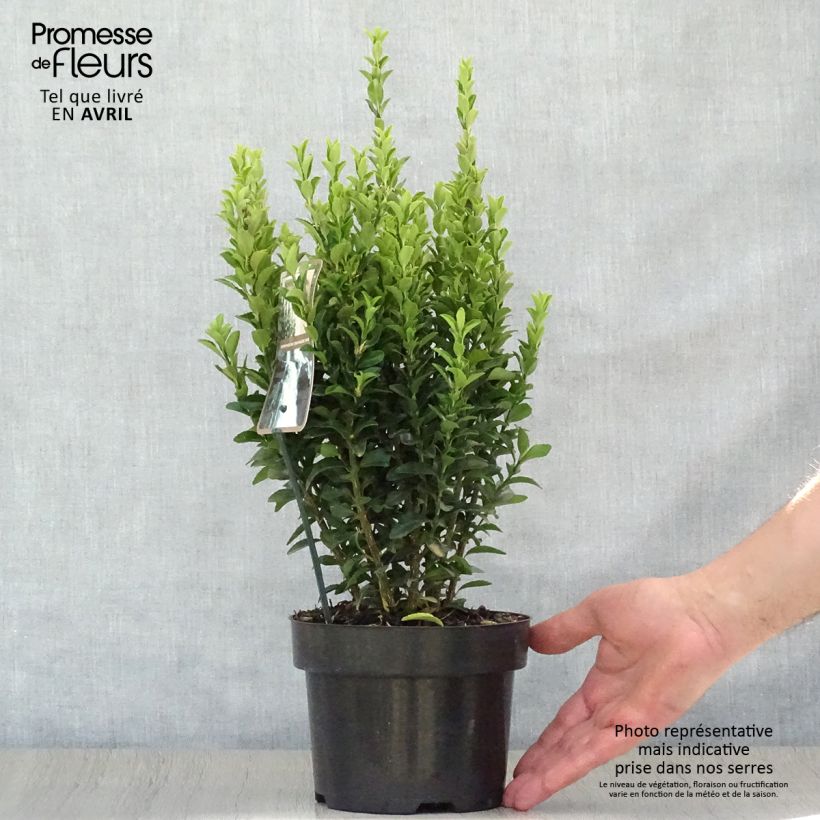 Exemplar von Japanischer Spindelstrauch Jean Hugues - Euonymus japonicus Topf mit 2L/3L wie im Frühjahr geliefert