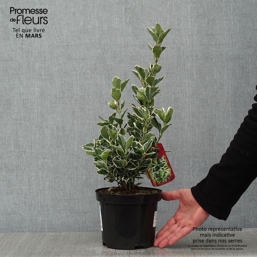 Exemplar von Japanischer Spindelstrauch Kathy - Euonymus japonicus Topf mit 2L/3L wie im Winter geliefert