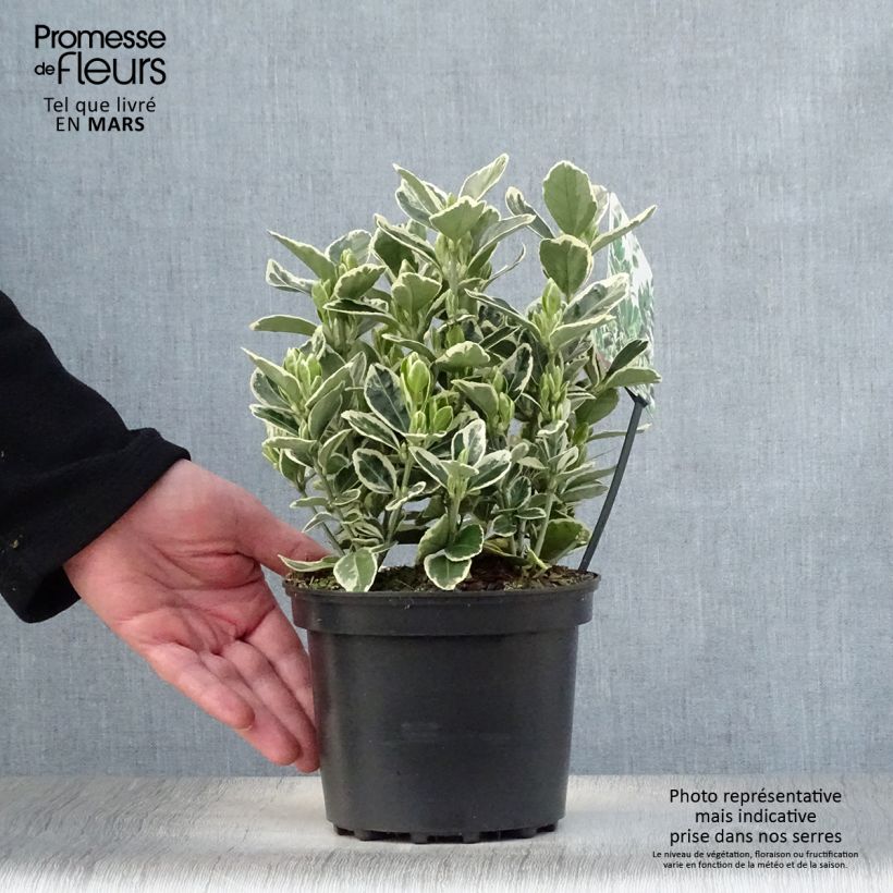 Exemplar von Japanischer Spindelstrauch Kathy - Euonymus japonicus Topf mit 2L/3L wie im Frühjahr geliefert