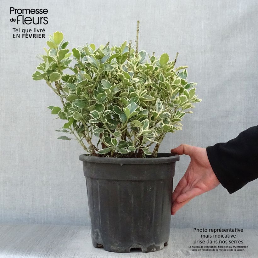 Exemplar von Japanischer Spindelstrauch Kathy - Euonymus japonicus Topf mit 7,5L/10L wie im Winter geliefert