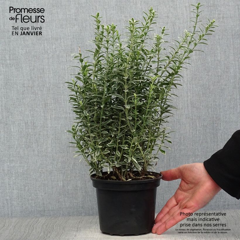 Exemplar von Japanischer Spindelstrauch Microphyllus Albovariegatus - Euonymus japonicus Topf mit 2L/3L wie im Winter geliefert