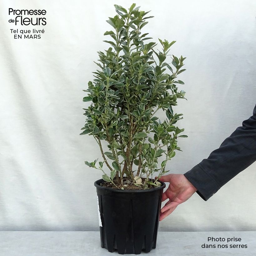 Exemplar von Japanischer Spindelstrauch Microphyllus Albovariegatus - Euonymus japonicus Topf mit 7,5L/10L wie im Winter geliefert