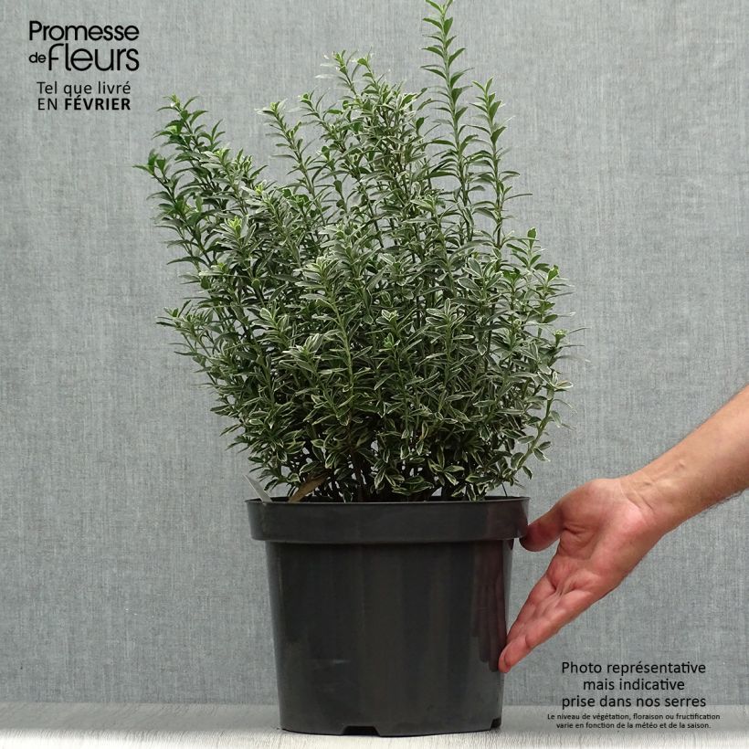 Exemplar von Japanischer Spindelstrauch Microphyllus Albovariegatus - Euonymus japonicus Topf mit 7,5L/10L wie im Herbst geliefert