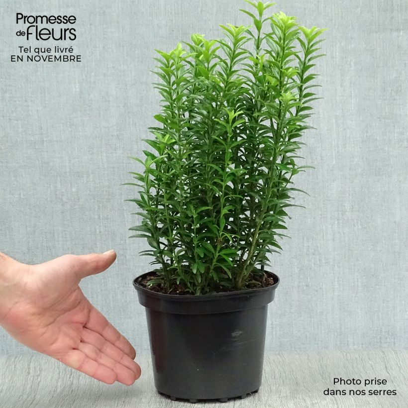 Exemplar von Japanischer Spindelstrauch Microphyllus Aureovariegatus - Euonymus japonicus Topf mit 2L/3L wie im Herbst geliefert