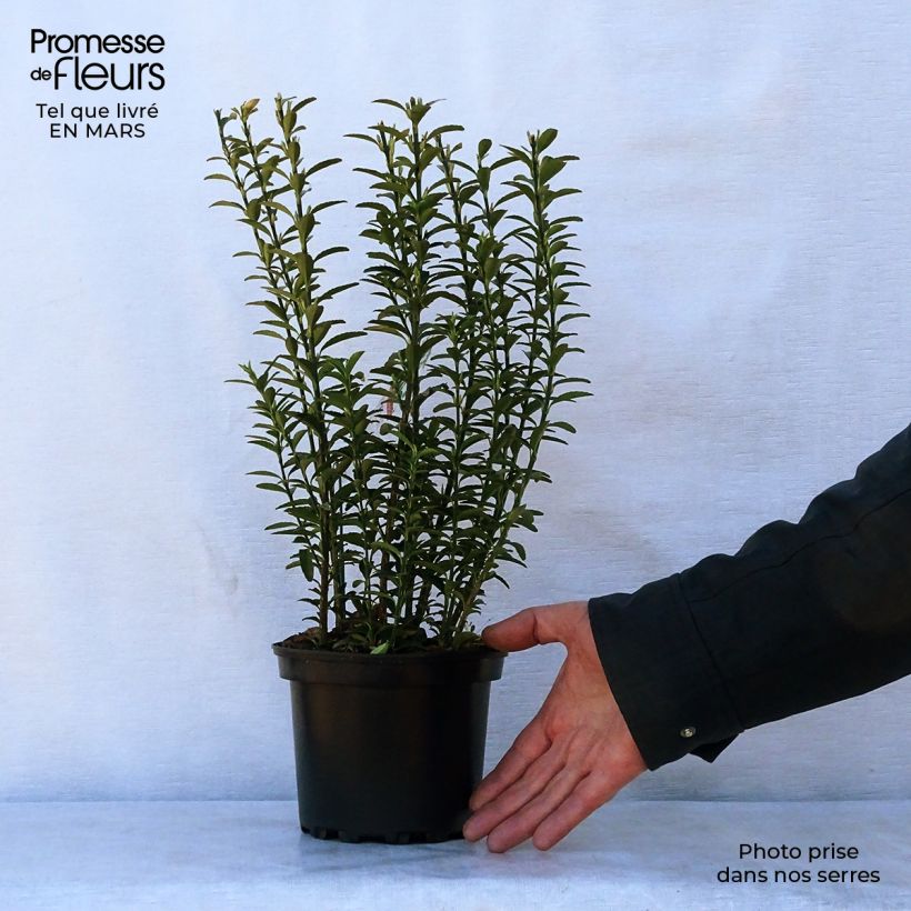 Exemplar von Japanischer Spindelstrauch Microphyllus - Euonymus japonicus Topf mit 2L/3L wie im Frühjahr geliefert