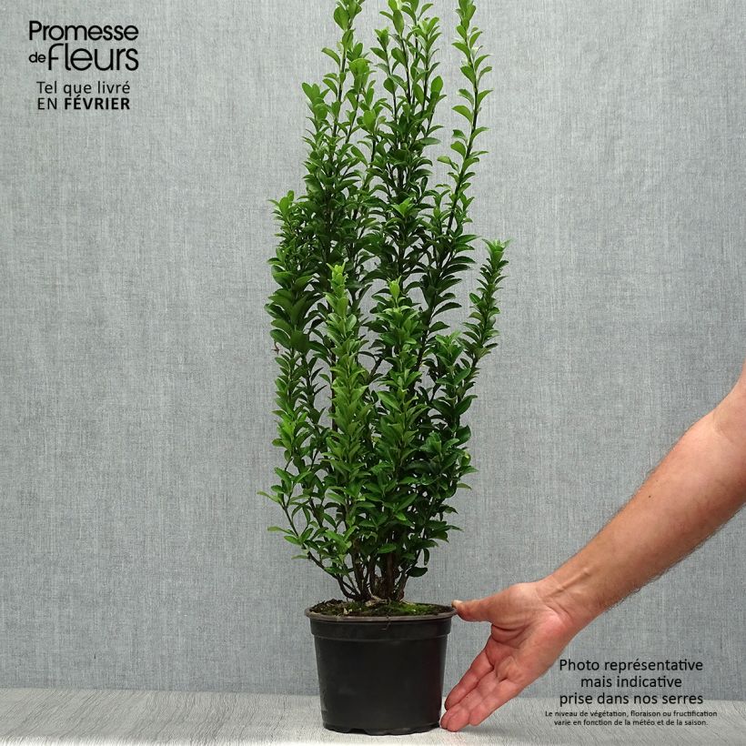 Exemplar von Japanischer Spindelstrauch Microphyllus - Euonymus japonicus Topf mit 2L/3L wie im Herbst geliefert
