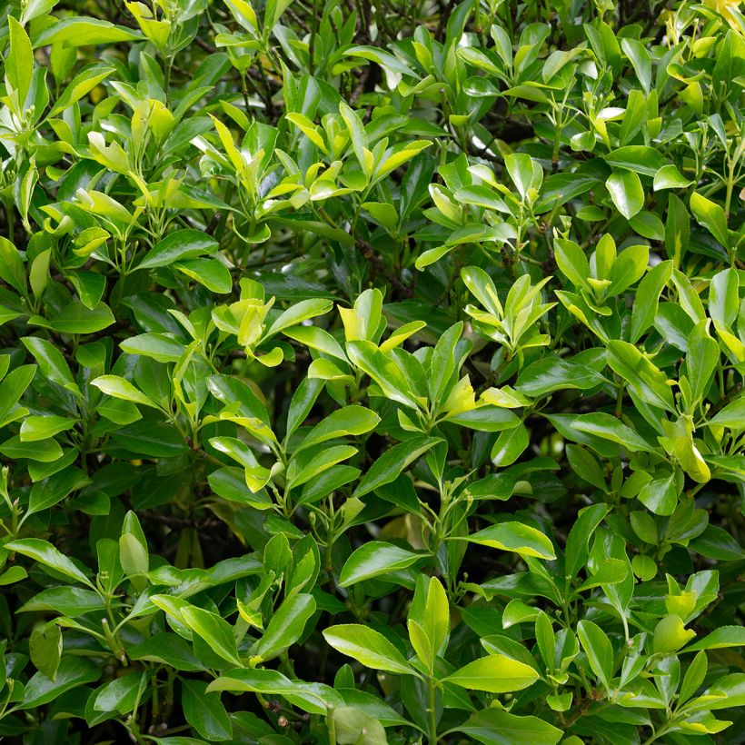 Japanischer Spindelstrauch Microphyllus - Euonymus japonicus (Laub)