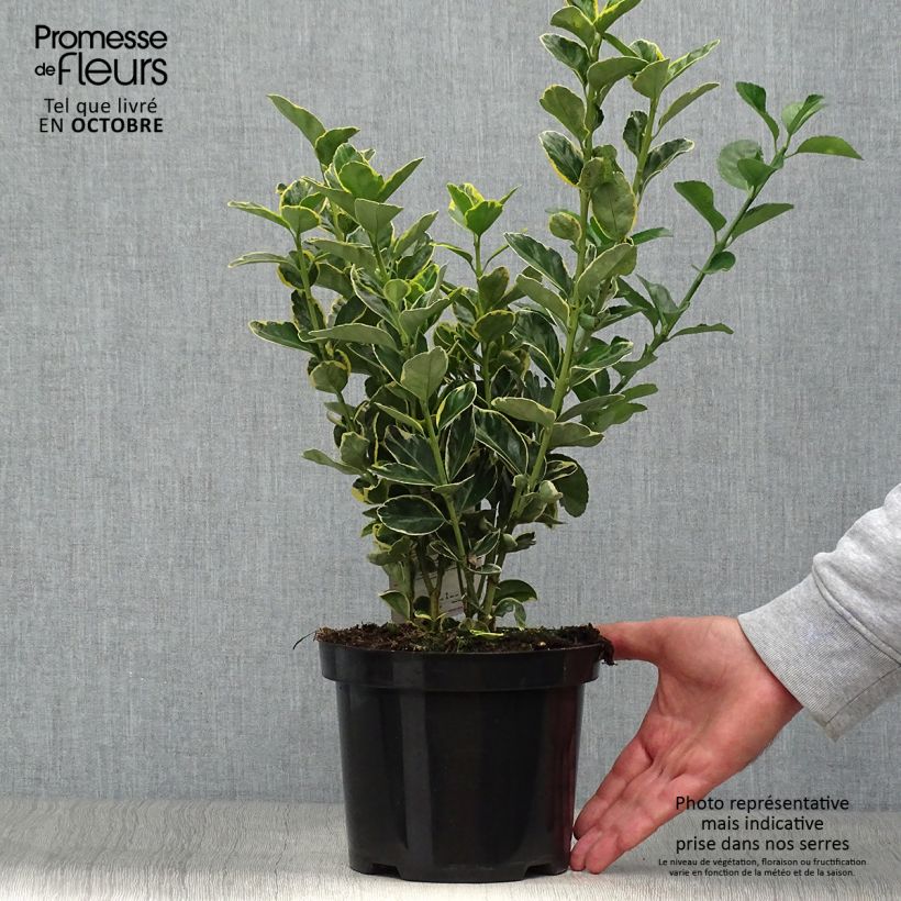 Exemplar von Japanischer Spindelstrauch Ovatus Aureus - Euonymus japonicus Topf mit 2L/3L wie im Herbst geliefert