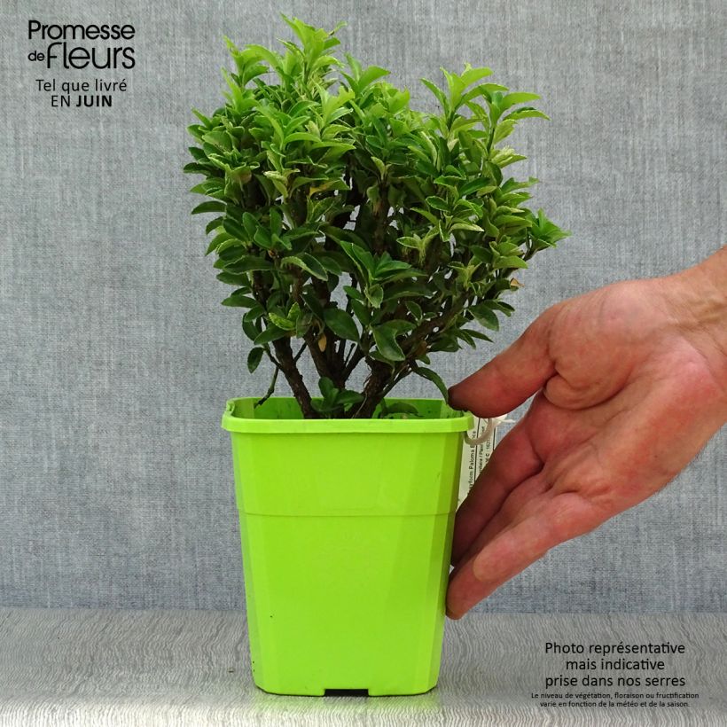 Exemplar von Japanischer Spindelstrauch Paloma Blanca - Euonymus japonicus Topf mit 1,5L/2L wie im Sommer geliefert