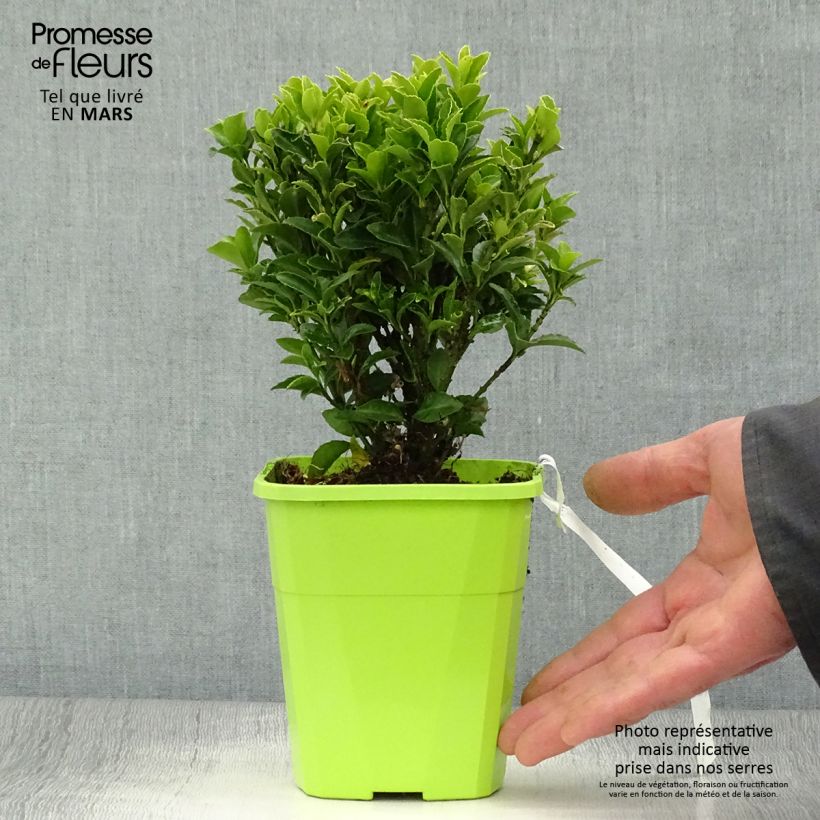 Exemplar von Japanischer Spindelstrauch Paloma Blanca - Euonymus japonicus Topf mit 1,5L/2L wie im Frühjahr geliefert