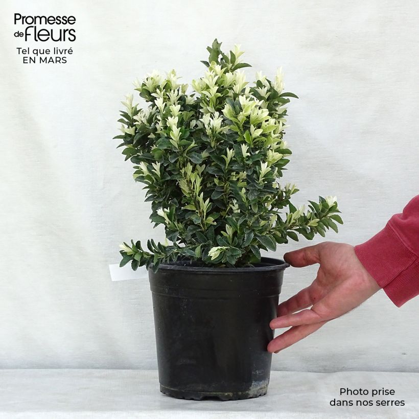 Exemplar von Japanischer Spindelstrauch Paloma Blanca - Euonymus japonicus Topf mit 3L/4L wie im Frühjahr geliefert