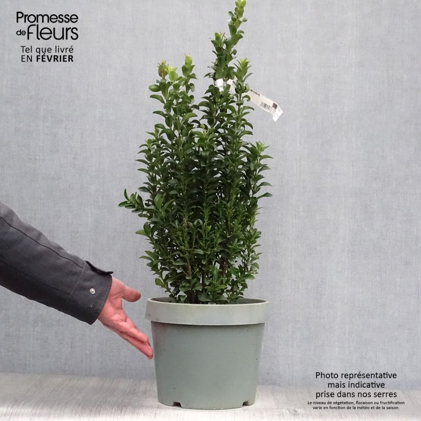 Exemplar von Japanischer Spindelstrauch Paloma Blanca - Euonymus japonicus Topf mit 7,5L/10L wie im Winter geliefert