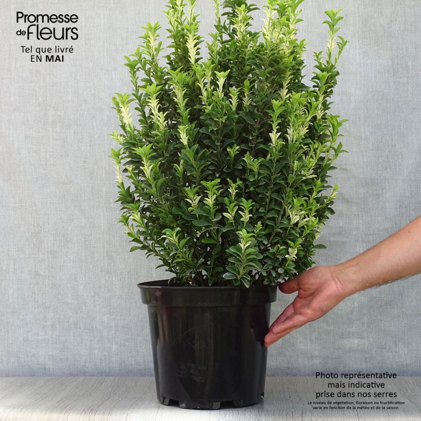 Exemplar von Japanischer Spindelstrauch Paloma Blanca - Euonymus japonicus Topf mit 7,5L/10L wie im Frühjahr geliefert