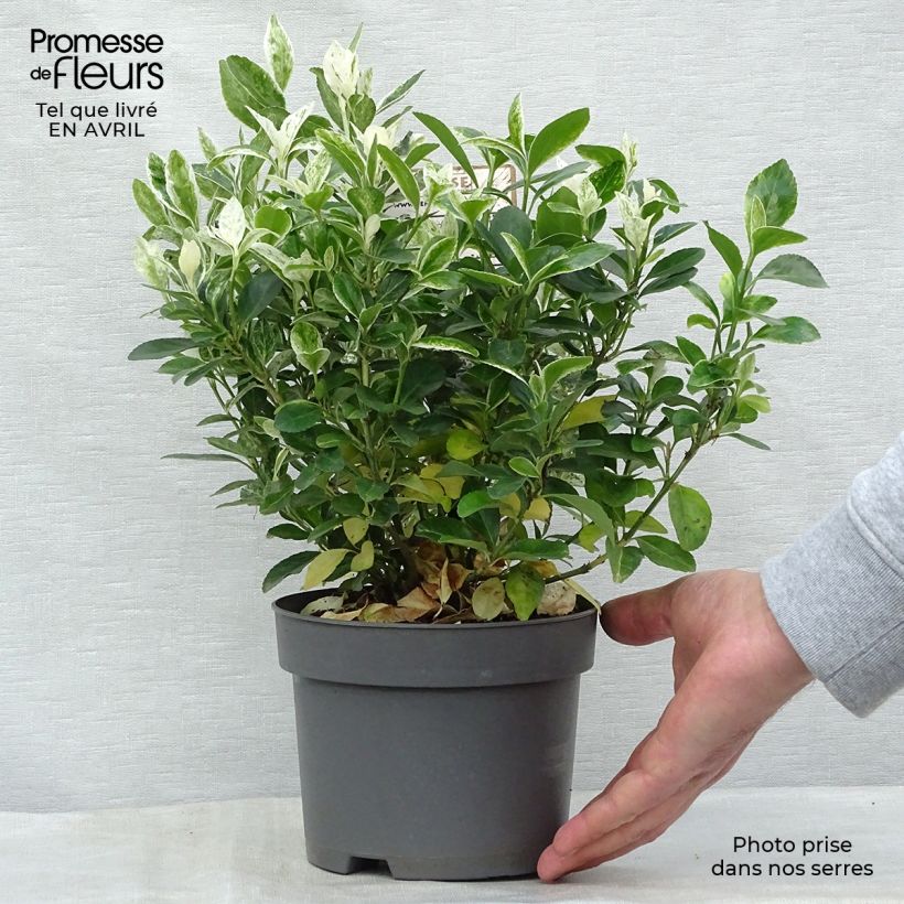 Exemplar von Japanischer Spindelstrauch Pierrolino - Euonymus japonicus Topf mit 1,5L/2L wie im Frühjahr geliefert