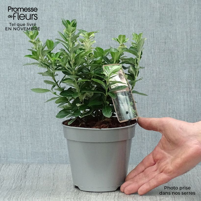 Exemplar von Japanischer Spindelstrauch Pierrolino - Euonymus japonicus Topf mit 1,5L/2L wie im Herbst geliefert