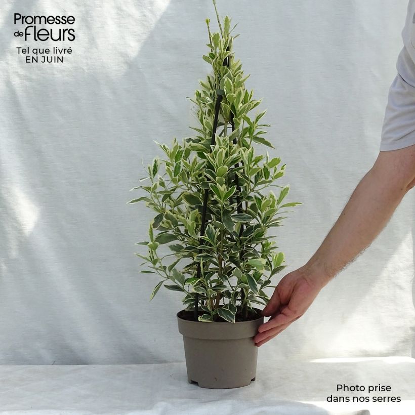 Exemplar von Japanischer Spindelstrauch Président Gauthier - Euonymus japonicus Topf mit 2L/3L wie im Sommer geliefert