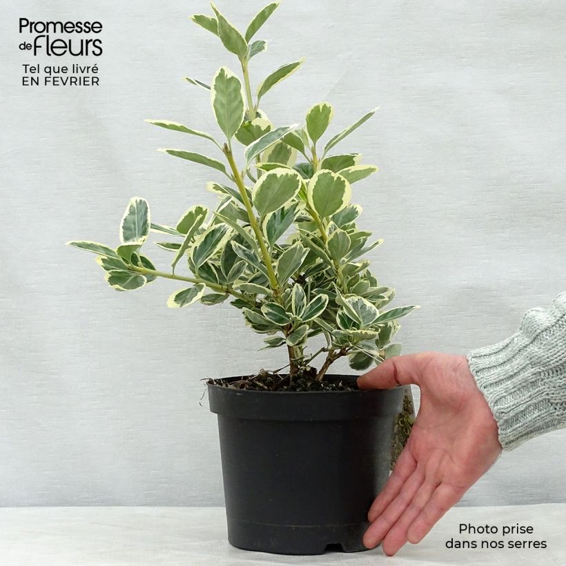 Exemplar von Japanischer Spindelstrauch Président Gauthier - Euonymus japonicus Topf mit 2L/3L wie im Winter geliefert