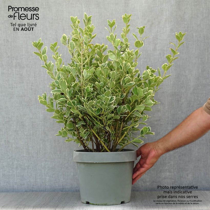 Exemplar von Japanischer Spindelstrauch Président Gauthier - Euonymus japonicus Topf mit 7,5L/10L wie im Sommer geliefert
