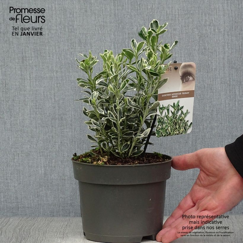 Exemplar von Japanischer Spindelstrauch Suzanne - Euonymus japonicus Topf mit 2L/3L wie im Winter geliefert