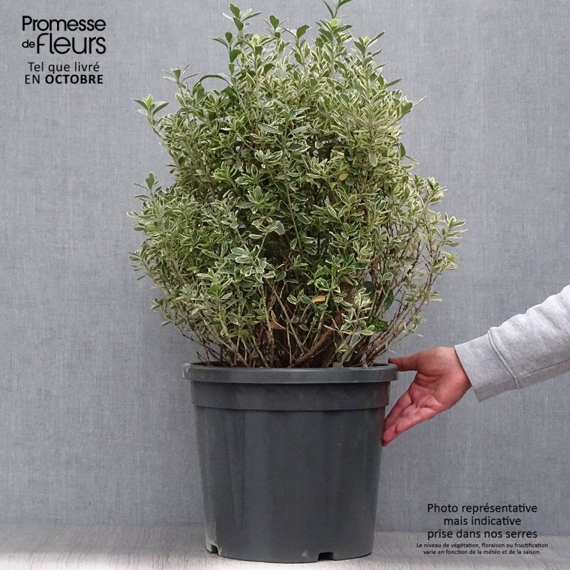 Exemplar von Japanischer Spindelstrauch Suzanne - Euonymus japonicus Topf mit 7,5L/10L wie im Herbst geliefert