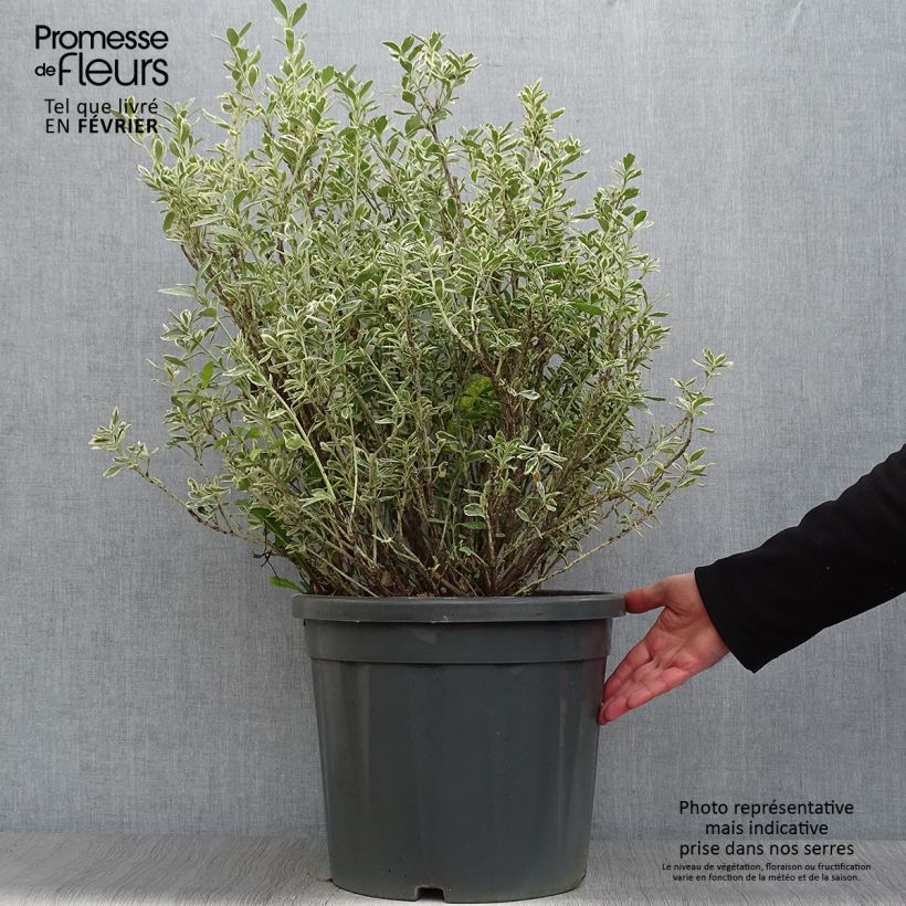 Exemplar von Japanischer Spindelstrauch Suzanne - Euonymus japonicus Topf mit 7,5L/10L wie im Winter geliefert