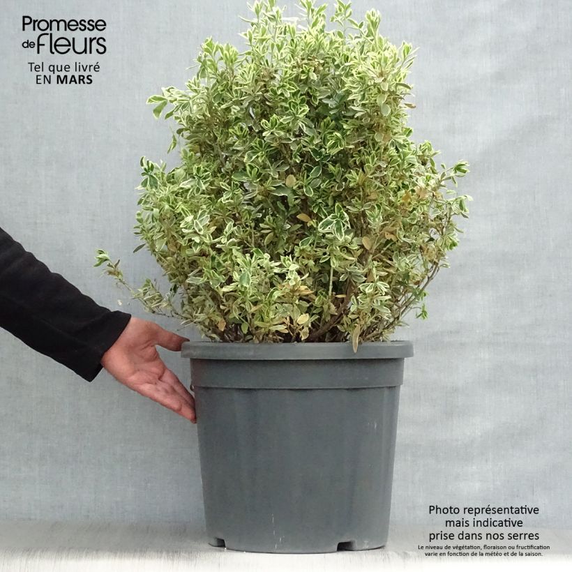 Exemplar von Japanischer Spindelstrauch Suzanne - Euonymus japonicus Topf mit 7,5L/10L wie im Frühjahr geliefert