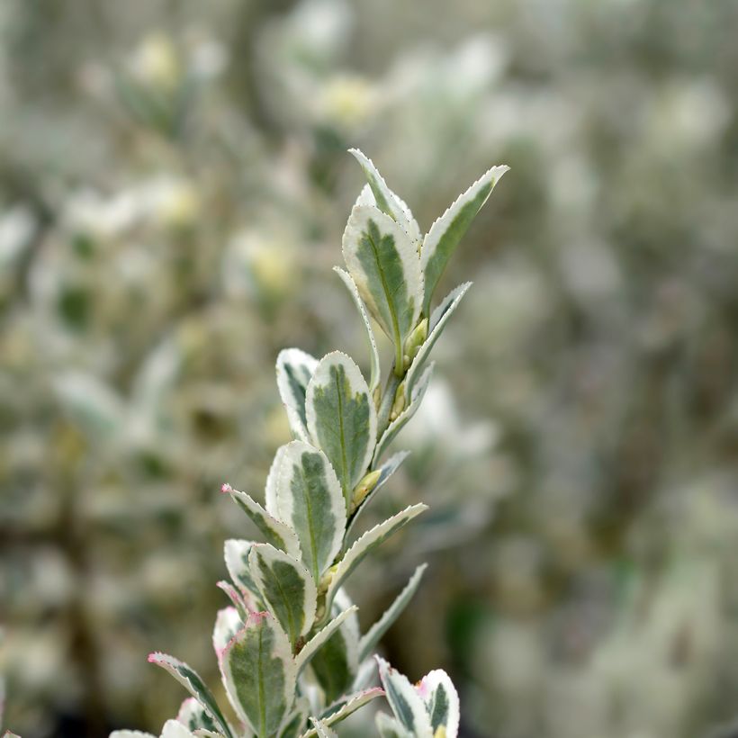 Japanischer Spindelstrauch White Spire - Euonymus japonicus (Laub)