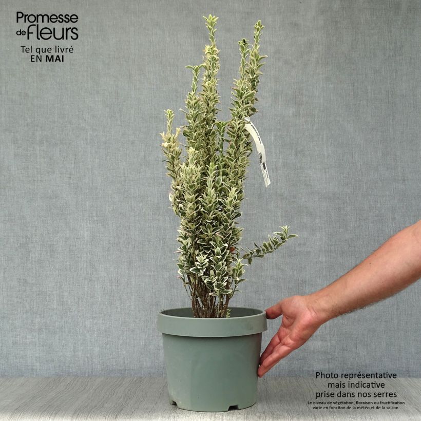 Exemplar von Japanischer Spindelstrauch White Spire - Euonymus japonicus Topf mit 7,5L/10L wie im Frühjahr geliefert