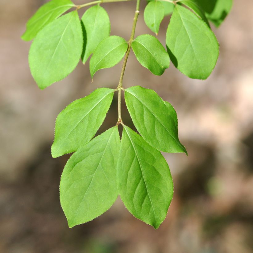 Euonymus oxyphyllus - Pfaffenhütchen (Laub)
