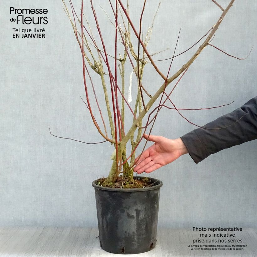 Exemplar von Euonymus phellomanus - Pfaffenhütchen Topf mit 12L/15L wie im Winter geliefert