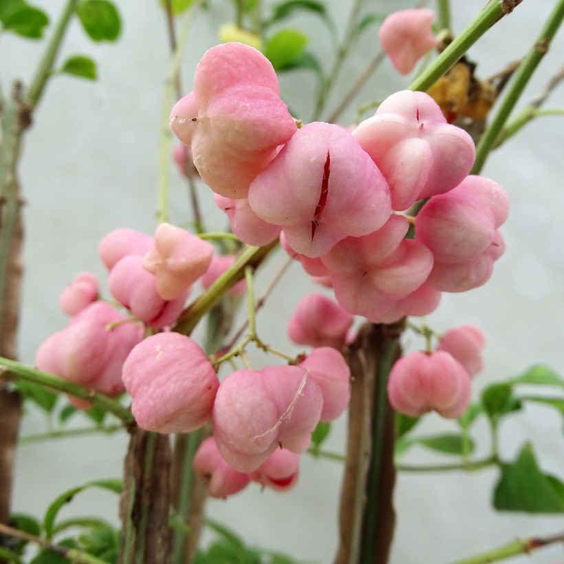 Euonymus phellomanus - Pfaffenhütchen (Ernte)