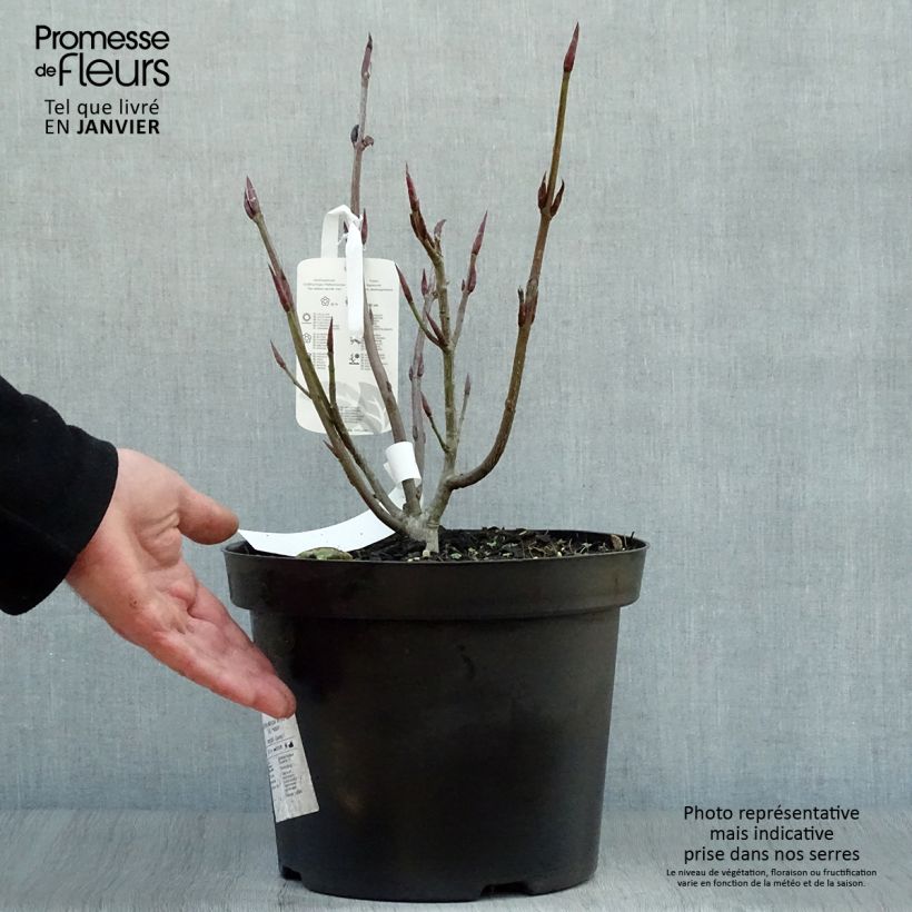 Exemplar von Euonymus planipes - Pfaffenhütchen Topf mit 7,5L/10L wie im Winter geliefert