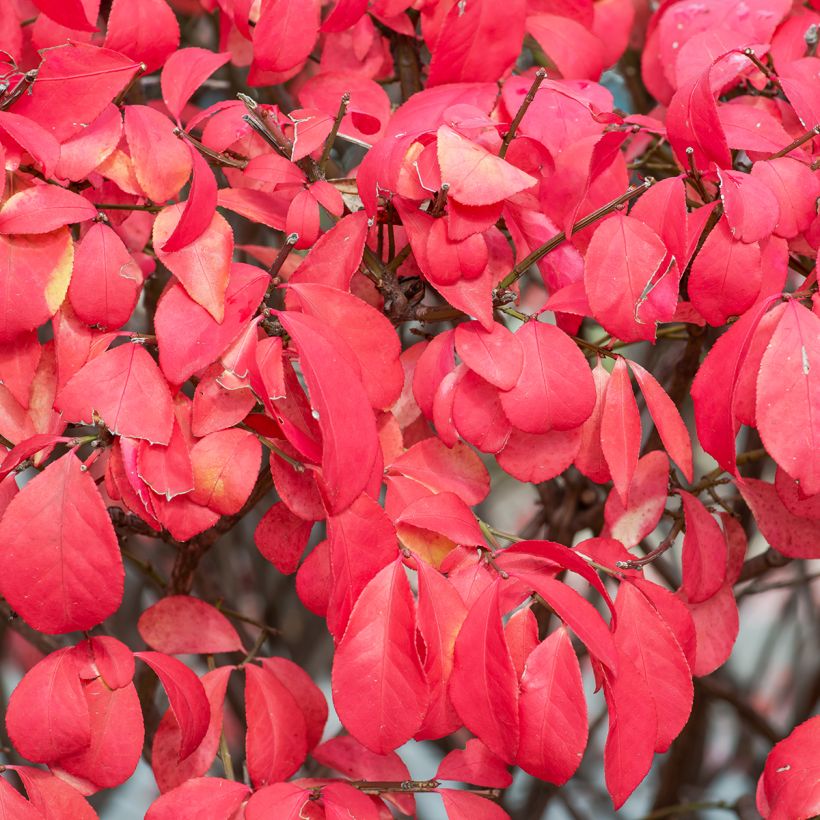 Euonymus alatus Fire Ball - Pfaffenhütchen (Laub)