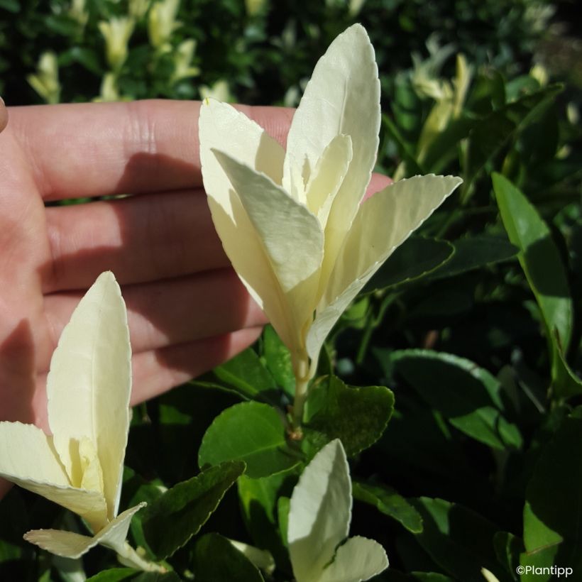 Japanischer Spindelstrauch Himalaya - Euonymus japonicus (Laub)