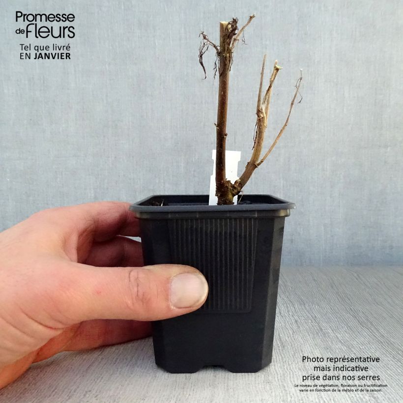 Exemplar von Garten-Dost Elegant Plume - Eupatorium capillifolium Kleine Töpfe von 8/9 cm wie im Winter geliefert