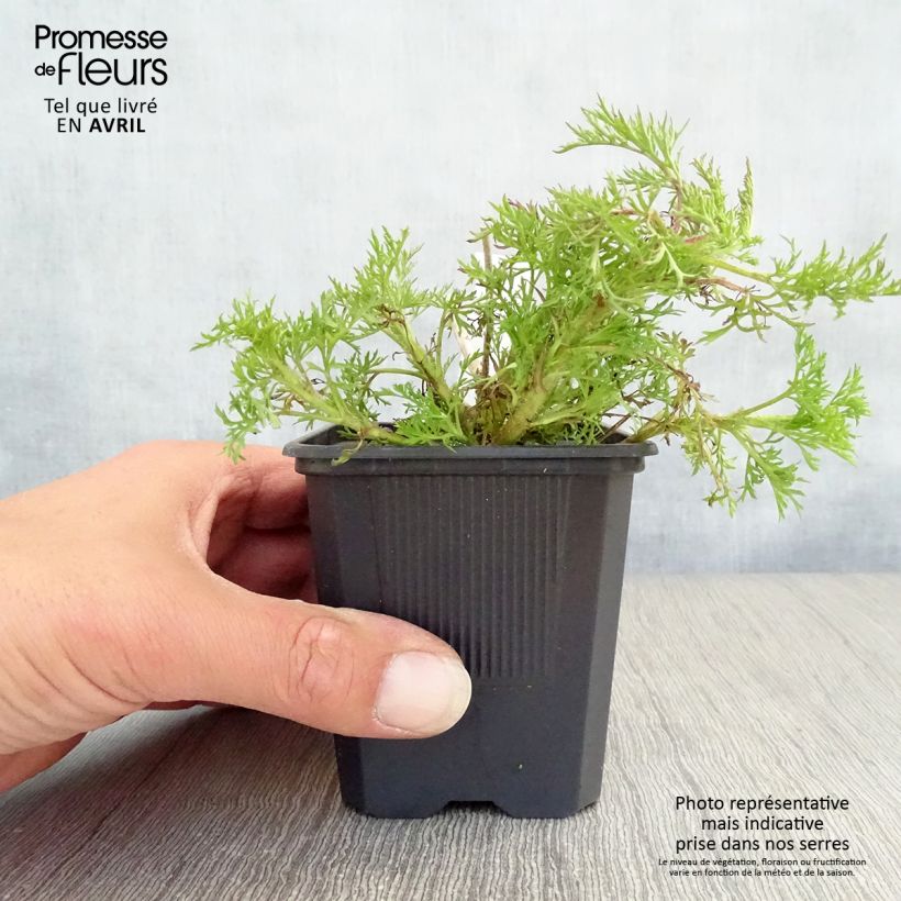 Exemplar von Garten-Dost Elegant Plume - Eupatorium capillifolium Kleine Töpfe von 8/9 cm wie im Frühjahr geliefert