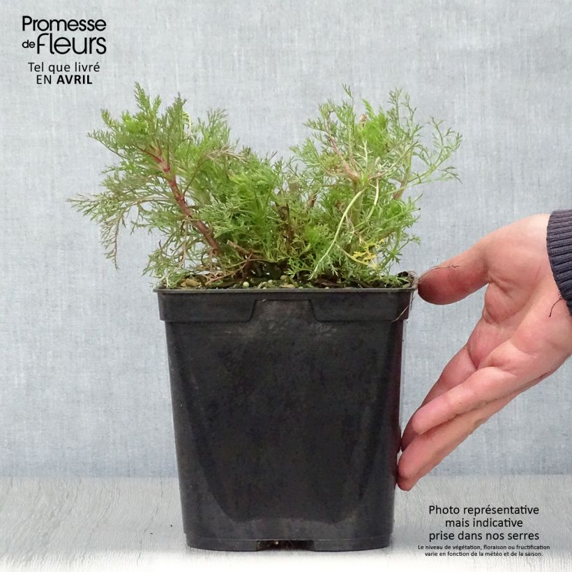 Exemplar von Garten-Dost Elegant Plume - Eupatorium capillifolium Topf mit 2L/3L wie im Frühjahr geliefert